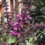 violettfarbener Blütenstrauch mit einer Hummel