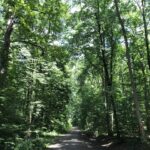 Blick auf einen Waldweg, umrandet von grünen Laubbäumen